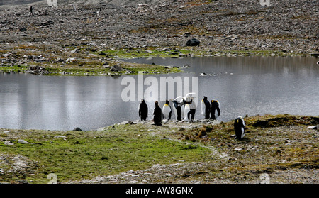 Manchots royaux sur l'île de Géorgie du Sud, près de l'Antarctique dans la convergence antarctique Banque D'Images