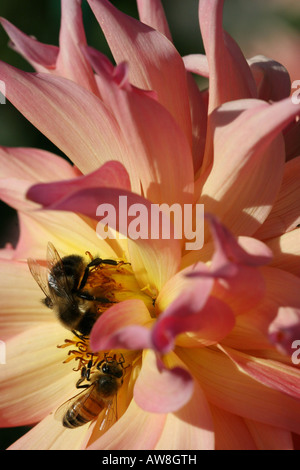 Bourdon avec abeille miel sur une fleur rose insecte dans pollen pollinisation pollinisation détail vue de dessus macro personne haute résolution Banque D'Images