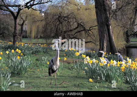 Les Hérons Ardea cinerea grey parmi les jonquilles dans Regents Park Londres Angleterre Printemps Banque D'Images