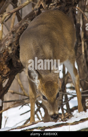 Cerf à queue blanche solitaire jetant un coup d'œil Roe cerf à queue blanche dans la faune enneigée dans la verticale hivernale aux États-Unis haute résolution des États-Unis Banque D'Images
