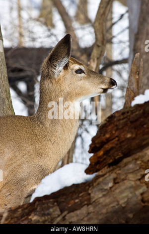 Cerf à queue blanche solitaire jetant un coup d'œil Roe cerf à queue blanche dans la faune enneigée dans la verticale hivernale aux États-Unis haute résolution des États-Unis Banque D'Images