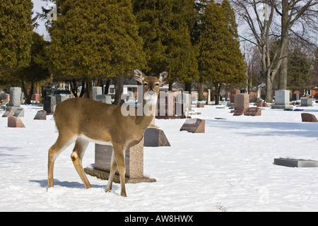 Lonely White Tail Deer jetant un coup d'œil Roe Deer Whitetail dans la faune enneigée dans le cimetière d'hiver horizontal aux États-Unis US haute résolution Banque D'Images