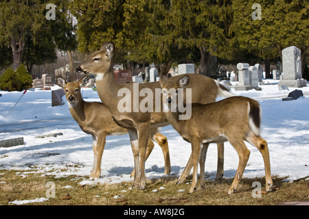 Whitetail Doe à la recherche de nourriture en hiver sur le cimetière de la ville américaine dans l'Ohio États-Unis fond d'animaux sauvages américains Fermer personne horizontal haute résolution Banque D'Images