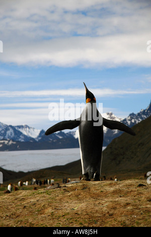 King penguin sur l'île de Géorgie du Sud, près de l'Antarctique. Banque D'Images