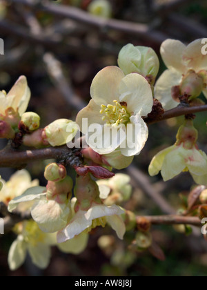 Flowering quince (chaenomeles x superba 'Alba') Banque D'Images