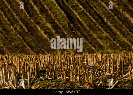 Les tiges de maïs restent dans un champ après la récolte, enrichissant le sol et empêchant l'érosion. Banque D'Images