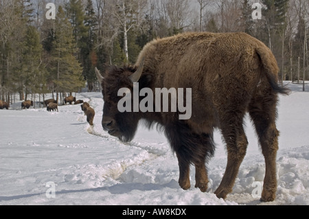 Un troupeau de bisons à la suite de la Banque D'Images