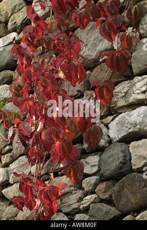 Ivy rouge vers le bas de plus en plus d'un mur de pierre Banque D'Images