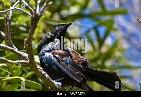 Un tui (Nouvelle-Zélande) d'oiseaux indigènes, perché sur une branche en plein soleil. Banque D'Images