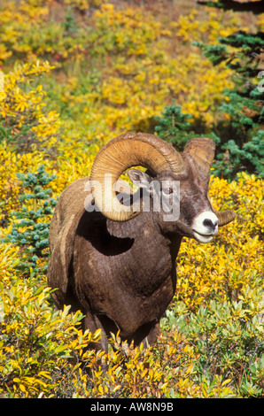 Mouflon d'Ovis canadensis sur Wilcox Ridge dans le champ de glace Columbia Salon National de Jasper Alberta Canada Banque D'Images