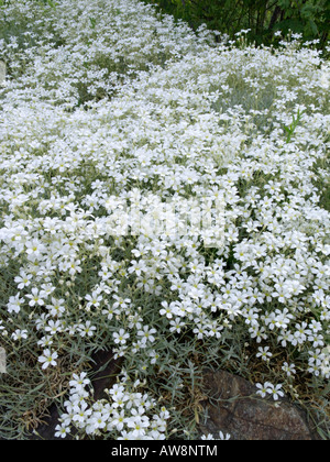 Mouron des oiseaux boréaux (cerastium biebersteinii) Banque D'Images