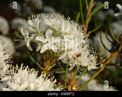 Marsh le thé du Labrador (Ledum palustre Rhododendron Tomentosum) syn. Banque D'Images