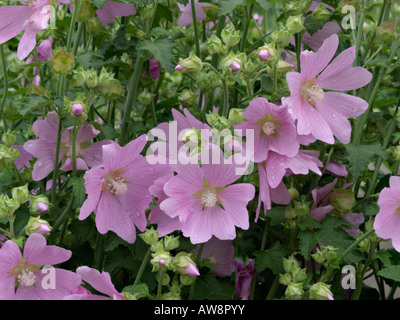 Arbre jardin lavatera thuringiaca (mauve) Banque D'Images