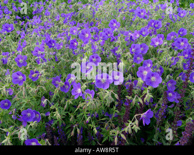 Géranium sanguin (geranium) Banque D'Images