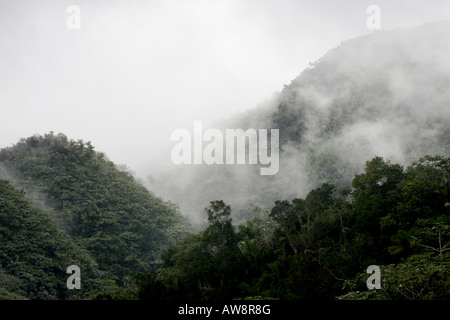 El Yunque rain forest Porto Rico Banque D'Images