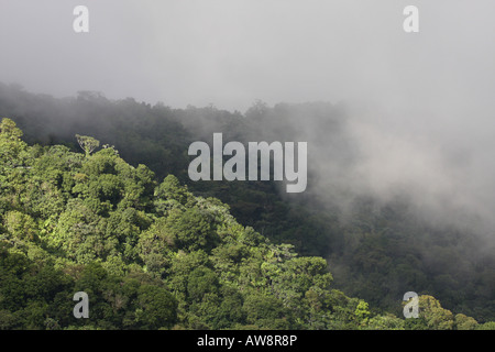 El Yunque rain forest Porto Rico Banque D'Images