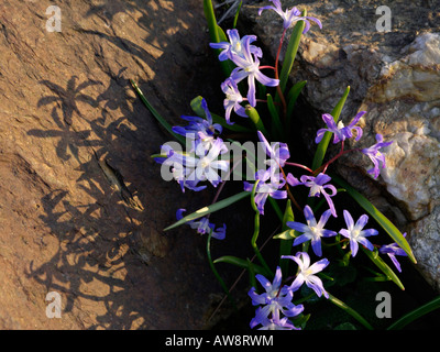 Forbes glory of the snow (chionodoxa forbesii syn. scilla forbesii) Banque D'Images