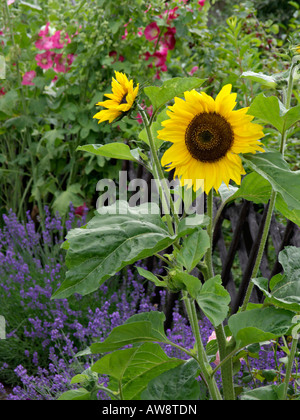 Politique du tournesol (helianthus annuus), la lavande (lavandula angustifolia) et la rose trémière (Alcea rosea) Banque D'Images