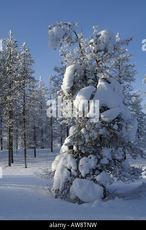 -Bois d'hiver et glace arbre couvert de neige dans le Parc National Urho Kehkkosen près de Houston Le nord de la Finlande Banque D'Images