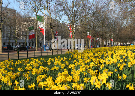 Fleurs jaune jonquille au printemps sur le Mall, près de Buckingham Palace à Londres Angleterre Royaume-uni Banque D'Images