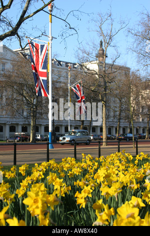 Fleurs jaune jonquille au printemps sur le Mall, près de Buckingham Palace à Londres Angleterre Royaume-uni Banque D'Images