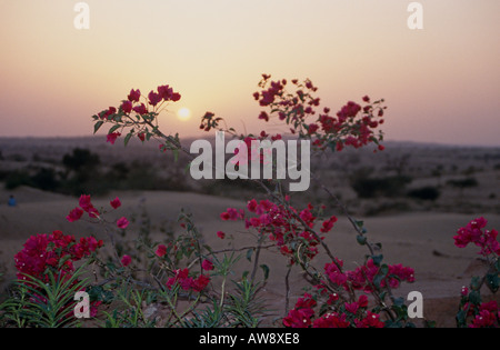 Fleurs du désert de Thar au coucher du soleil, l'ouest du Rajasthan, Inde Banque D'Images