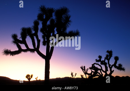 Silhouette de Joshua Trees Yucca brevifolia contre soir lumière pourpre Joshua Tree National Park en Californie Banque D'Images