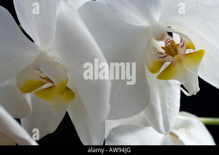 Orchidées Phalaenopsis sur fond noir, Close up Banque D'Images