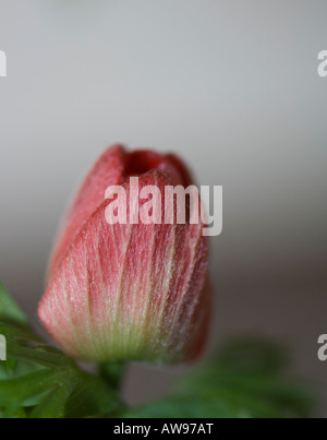 Anemone coronaria 'harmonie Scarlet' Bud Banque D'Images