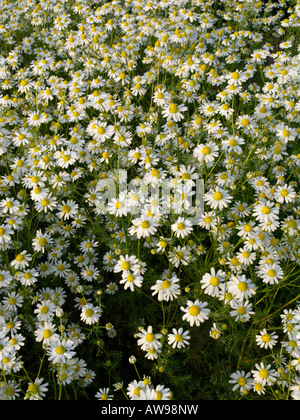 Chanomile allemand matricaria recutita (Matricaria chamomilla) syn. Banque D'Images