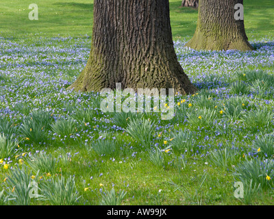 Forbes glory of the snow (chionodoxa forbesii syn. scilla forbesii) et de chêne (Quercus robur) Banque D'Images