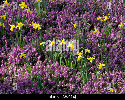 Les jonquilles (Narcissus) et d'hiver (Erica carnea bruyère Erica herbacea) syn. Banque D'Images