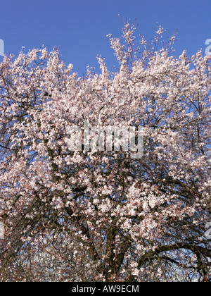 Cherry Plum (Prunus cerasifera) Banque D'Images