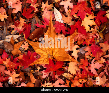 Les feuilles d'érable sycomore et Banque D'Images