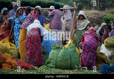 Les cueilleurs de thé plateau de pesée sur une plantation de Munnar, Kerala, Inde du Sud Banque D'Images