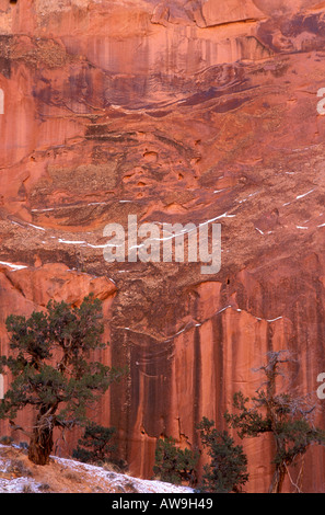 Juniper et falaise de grès colorés de l'eau en hiver Grand Gulch Waterpocket Fold Capitol Reef National Park Utah Banque D'Images