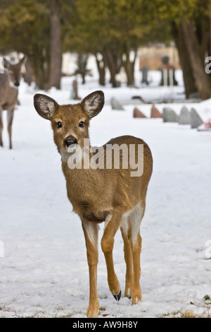 Cerf à queue blanche solitaire jetant un coup d'œil Roe cerf à queue blanche dans la faune enneigée dans le cimetière d'hiver vertical aux États-Unis haute résolution des États-Unis Banque D'Images