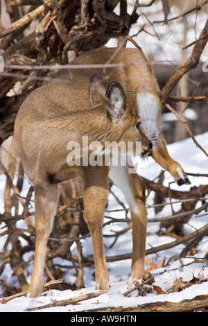 Cerf à queue blanche solitaire jetant un coup d'œil Roe cerf à queue blanche dans la faune enneigée dans la verticale hivernale aux États-Unis haute résolution des États-Unis Banque D'Images