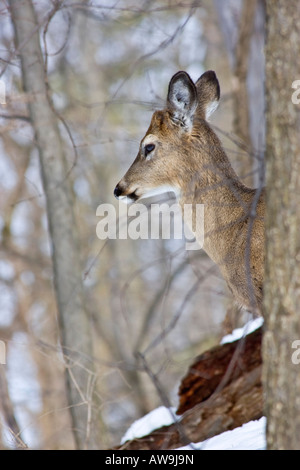 Cerf à queue blanche solitaire jetant un coup d'œil Roe cerf à queue blanche dans la faune enneigée dans la verticale hivernale aux États-Unis haute résolution des États-Unis Banque D'Images