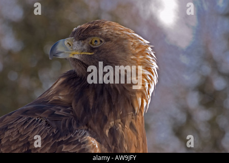 Golden Eagle Close-up Banque D'Images