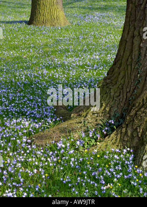 Forbes glory of the snow (chionodoxa forbesii syn. scilla forbesii) et de chêne (Quercus robur) Banque D'Images