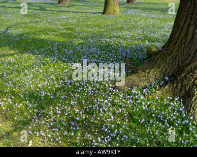 Forbes glory of the snow (chionodoxa forbesii syn. scilla forbesii) et de chêne (Quercus robur) Banque D'Images