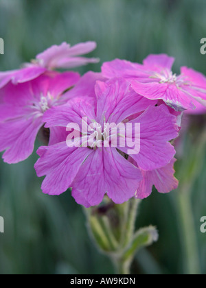 Fleur de jove (Lychnis flos-jovis syn. Silene flos-jovis) Banque D'Images