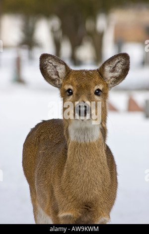 Lonely White Tail Deer Peeking Roe Deer Whitetail dans la neige faune dans le cimetière d'hiver flou arrière-plan vertical aux États-Unis haute résolution Banque D'Images