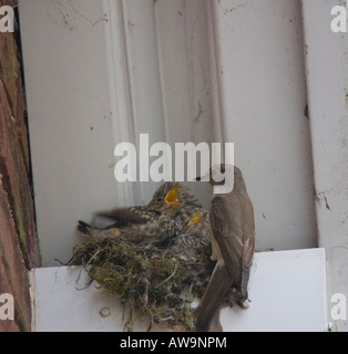 Spotted Flycatcher au nid avec les jeunes - Muscicapa striata Banque D'Images