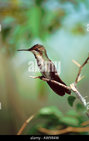 Femme ruby topaz (chrysolampis mosquitus) hummingbird perching dans d'Arnos Vale, Tobago, Caraïbes Banque D'Images