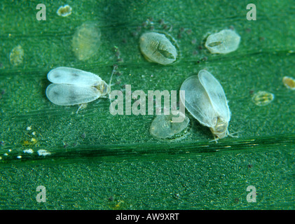 L'aleurode Aleyrodes proletella chou adultes sur l'Alstroemeria Banque D'Images