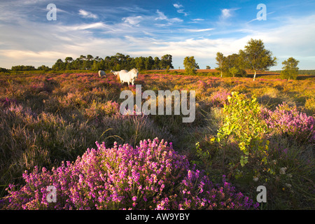 Nouvelle Forêt poneys broutent sur la moquette dans la lande de bruyère l'été, le parc national New Forest Banque D'Images