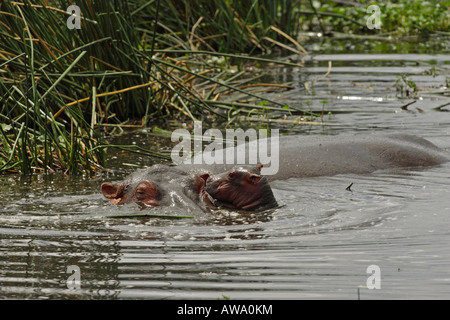 Mère hippopotame couché avec son veau nouveau-né dans l'eau dans le Serengeti en Tanzanie Afrique de l'Est Banque D'Images