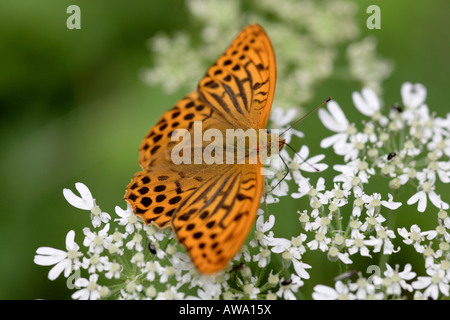 Lavé argent fritillary en début d'été Banque D'Images